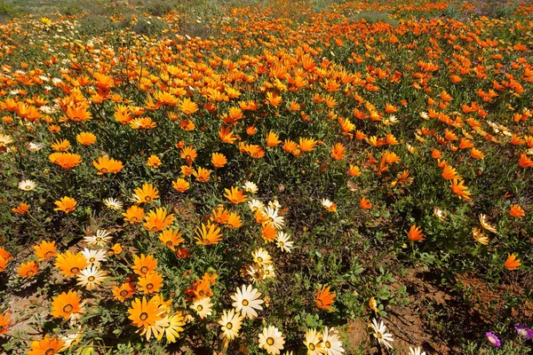 Coloridas Flores Primavera Namaqualand Margaritas Dimorphotheca Pluvialis Sudáfrica —  Fotos de Stock