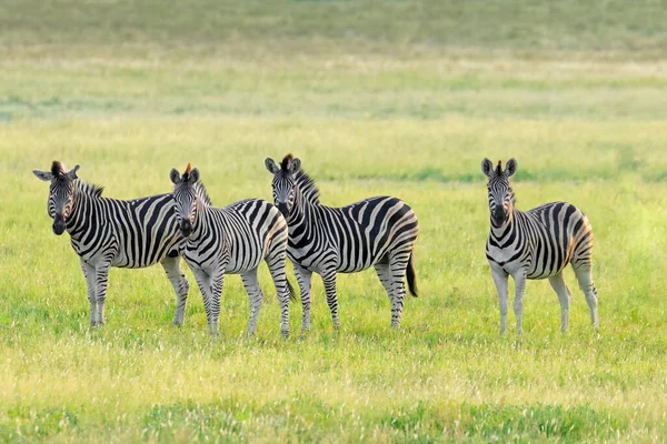 Zebras Das Planícies Equus Burchelli Prados Pôr Sol África Sul — Fotografia de Stock