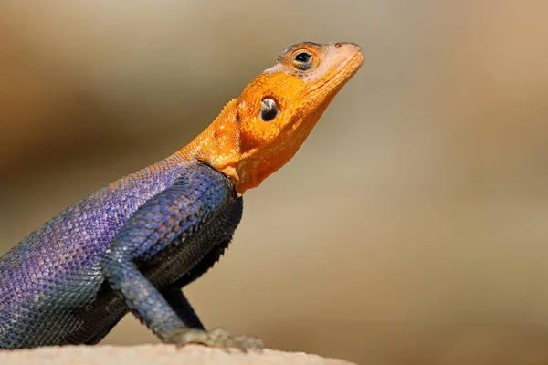 Портрет Самца Намибской Горной Агамы Agama Planiceps Ярких Цветовых Оттенках — стоковое фото