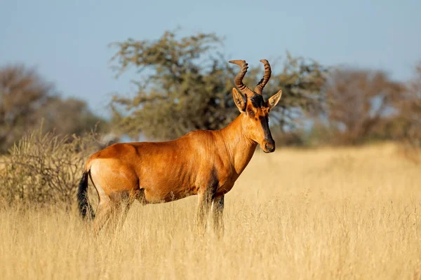 Kızıl Bir Antilop Alcelaphus Buselaphus Otlakta Mokala Ulusal Parkı Güney — Stok fotoğraf