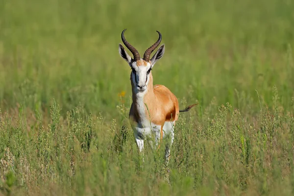 Een Springbok Antilope Antidorcas Marsupialis Natuurlijke Habitat Mokala National Park — Stockfoto