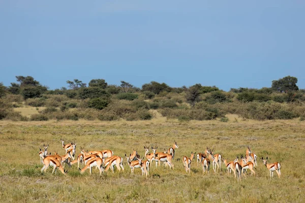 Herd Van Springbok Antilopen Antidorcas Marsupialis Natuurlijke Habitat Zuid Afrika — Stockfoto