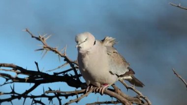 Cape kaplumbağa güvercini (Streptopelia capicola) Güney Afrika 'da Kalahari Çölü' nde bir dala tünemiştir.