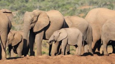 Afrika filleri (Loxodonta africana) doğal yaşam alanı, Addo Fil Ulusal Parkı, Güney Afrika