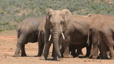 Büyük Afrika boğa fili (Loxodonta africana) sürüsü, Addo Fil Ulusal Parkı, Güney Afrika