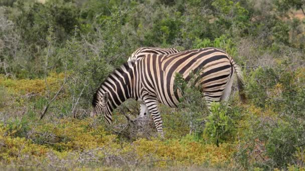 自然生息地での2つの平原ゼブラス Equus Burchelli の餌やり Addo Elephant National Park South Africa — ストック動画