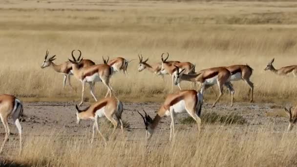 纳米比亚埃托沙国家公园开阔草原上的春季羚羊群 Antidorcas Marsupialis — 图库视频影像