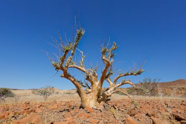 Damaraland, Namibya 'da kurak bir çevrede bir şişe ağacı (Pachypodium lealii)