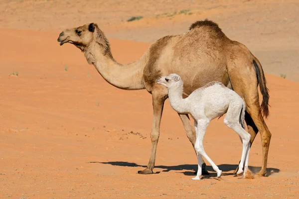 Camelo Com Bezerro Uma Duna Areia Deserto Península Arábica — Fotografia de Stock