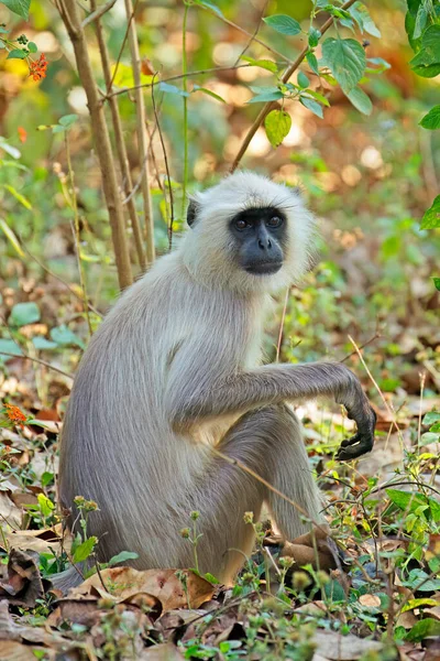 Una Scimmia Langur Grigia Semnopithecus Entellus Habitat Naturale Kanha National — Foto Stock