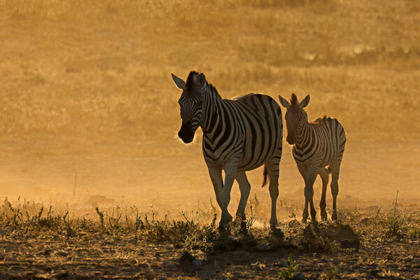Plains zebras (Equus burchelli) in dust at sunrise, Etosha National Park, Namibia
