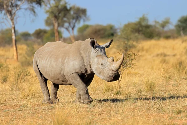 Vit Noshörning Ceratotherium Simum Naturlig Miljö Sydafrika — Stockfoto