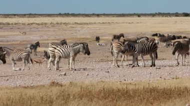 Zebra (Equus burchelli) sürüsü kurak ortamda, Etosha Ulusal Parkı, Namibya