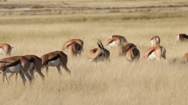 Antidorcas marsupialis (Antidorcas marsupialis) sürüsü açık çayırlarda, Etosha Ulusal Parkı, Namibya