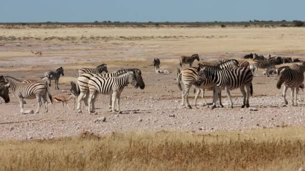 Zebra Equus Burchelli Sürüsü Kurak Ortamda Etosha Ulusal Parkı Namibya — Stok video