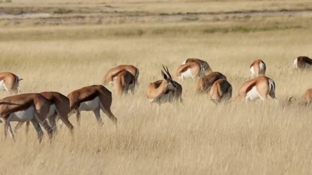 Rebanho Antílopes Springbok Antidorcas Marsupialis Prados Abertos Parque Nacional Etosha — Vídeo de Stock