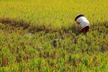 Ubud, Bali, Endonezya - 6 Eylül 2019: Kırsal pirinç tarlasında çalışan bir kadın - pirinç Endonezya kültür ve mutfağının merkezinde yer alıyor