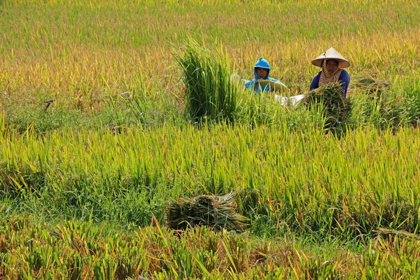 Ubud, Bali, Endonezya - 6 Eylül 2019: Kırsal pirinç tarlasında çalışan yerel çiftçiler - pirinç Endonezya kültür ve mutfağının merkezi yerini koruyor