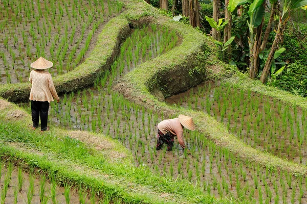 2019年9月7日 印度尼西亚巴厘 乌布德 一名身份不明的妇女在绿油油的铁加朗稻田稻田里干活 — 图库照片