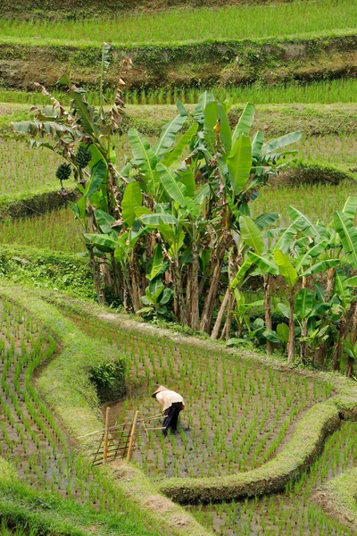 Ubud Bali Indonésie Září 2019 Neidentifikovaná Žena Pracující Rýžovém Poli — Stock fotografie