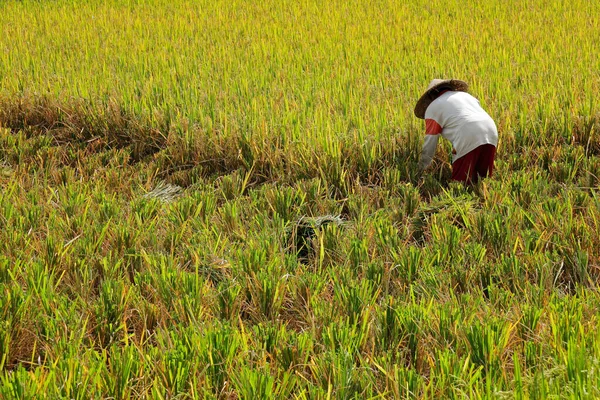 Убуд Бали Индонезия Сентября 2019 Года Женщина Работающая Сельском Рисовом — стоковое фото