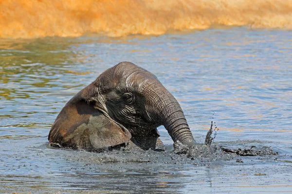 Африканский Слон Loxodonta Africana Играет Грязной Водной Дыре Национальный Парк — стоковое фото