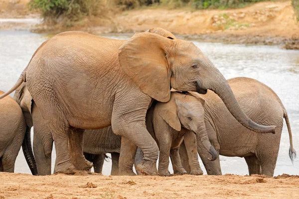 Αφρικανική Αγελάδα Ελέφαντα Loxodonta Africana Μοσχάρι Addo Elephant National Park — Φωτογραφία Αρχείου