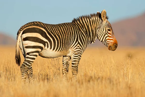 Zebra Górska Equus Zebra Siedlisku Przyrodniczym Park Narodowy Mountain Zebra — Zdjęcie stockowe