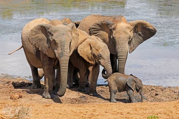 African Elephants Loxodonta Africana Waterhole Addo Elephant National Park South — Stock Photo, Image