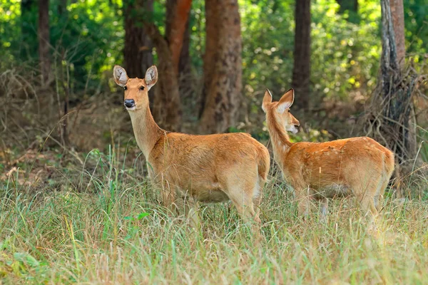 Duas Fêmeas Barasingha Cervo Pântano Duvaucelii Kanha National Park Índia — Fotografia de Stock