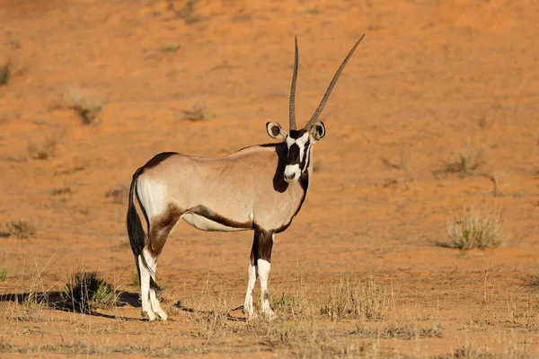 Ένα Αντιλόπης Gemsbok Oryx Gazella Στο Φυσικό Περιβάλλον Στην Έρημο — Φωτογραφία Αρχείου