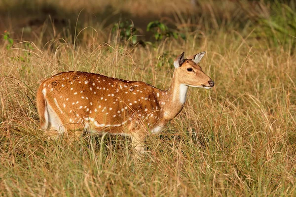 印度坎哈国家公园自然栖息地中的雌性斑点鹿或羚羊 — 图库照片