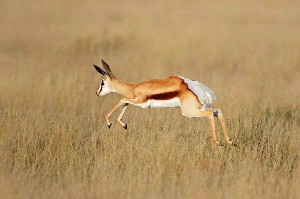 Jumping Springbok Antílope Antidorcas Marsupialis Habitat Natural África Sul — Fotografia de Stock