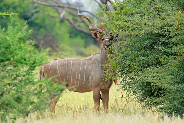 Männliche Kudu Antilope Tragelaphus Strepsiceros Natürlichem Lebensraum Südafrika — Stockfoto