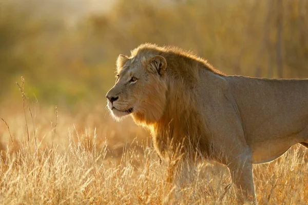 Leão Africano Macho Grande Panthera Leo Nascer Sol Kruger National — Fotografia de Stock