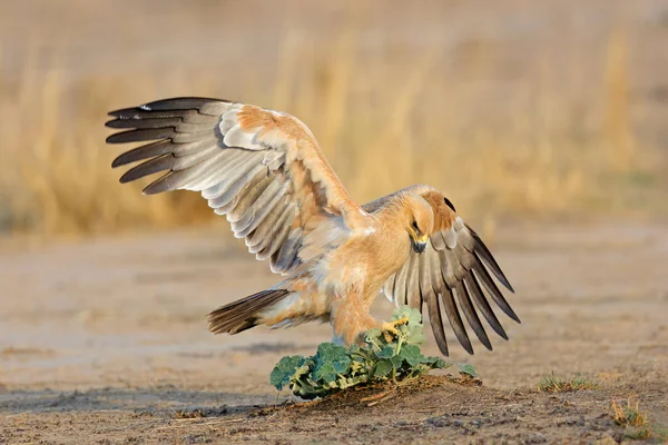 남아프리카 공화국의 날개가 땅에서 사냥하고 황갈색 독수리 — 스톡 사진