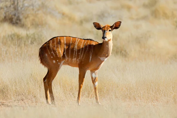 Vrouwelijke Nyala Antilope Tragelaphus Angasii Natuurlijke Habitat Mokala Nationaal Park — Stockfoto