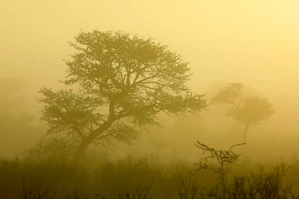 日の出に霧の中で木と風景風景 カラハリ砂漠 南アフリカ — ストック写真