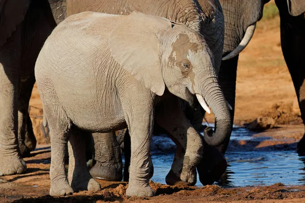 Jovem Elefante Africano Loxodonta Africana Parque Nacional Addo Elephant África — Fotografia de Stock