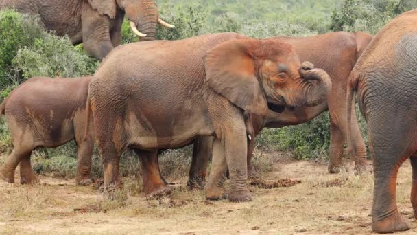 Африканские Слоны Loxodonta Africana Покрытые Красной Грязью Национальный Парк Addo — стоковое видео