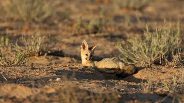 南アフリカ共和国カラハリ砂漠の自然生息地にあるキツネ チャマ — ストック動画