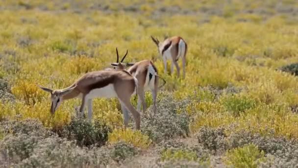 纳米比亚埃托沙国家公园自然栖息地的Springbok羚羊 Antidorcas Marsupialis — 图库视频影像