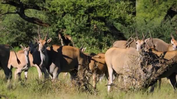 Una Manada Antílopes Terrestres Tragelaphus Oryx Hábitat Natural Parque Nacional — Vídeos de Stock