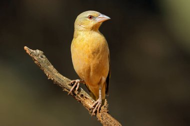 Güney Afrika 'da bir dala tünemiş dişi bir güney maskeli dokumacı (Ploceus velatus)