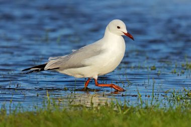 Güney Afrika 'da sığ sularda yürüyen bir Hartlaubs martı.