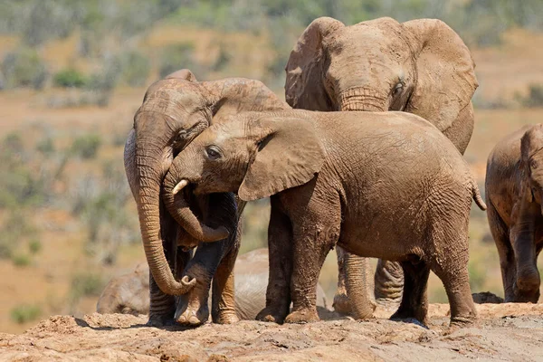 Jovens Elefantes Africanos Loxodonta Africana Brincando Lama Parque Nacional Addo — Fotografia de Stock