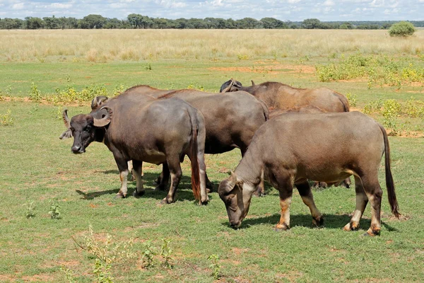 Asian Water Buffaloes Bubalus Bubalis Grazing Open Plains — Stock Photo, Image