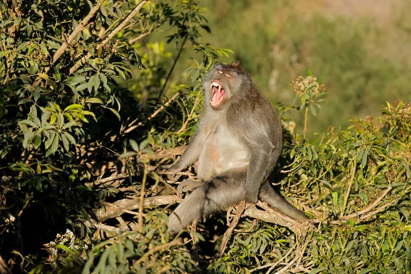 Macaco Cauda Longa Macaca Fascicularis Ubud Bali Indonésia — Fotografia de Stock