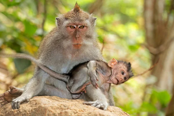 Macaco Cauda Longa Balinês Macaca Fascicularis Com Bebê Ubud Bali — Fotografia de Stock
