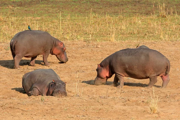 Tre Ippopotami Hippopotamus Amphibius Sulla Terraferma Kruger National Park Sud — Foto Stock